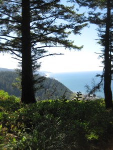 Pacific through the trees