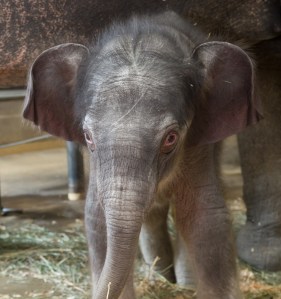 Elephant calf